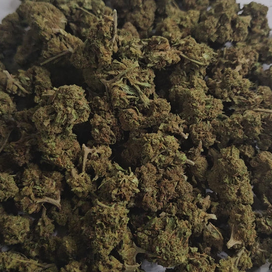 La légendaire OG Kush revient ici en version Small Bud, avec ses petites têtes compactes mais tout aussi savoureuses. Son parfum unique mêle des notes terreuses, boisées et légèrement citronnées qui en font une variété incontournable.