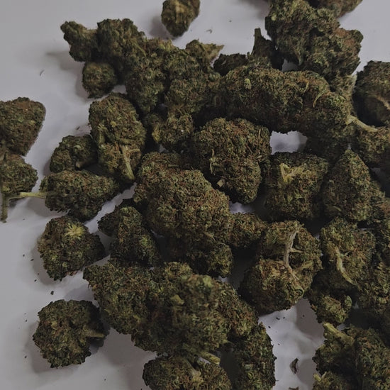 La fleur de CBD Orangello séduit par ses arômes d’agrumes intenses, mêlant orange et notes sucrées. Ses têtes compactes et résineuses offrent une expérience à la fois fruitée et puissante.