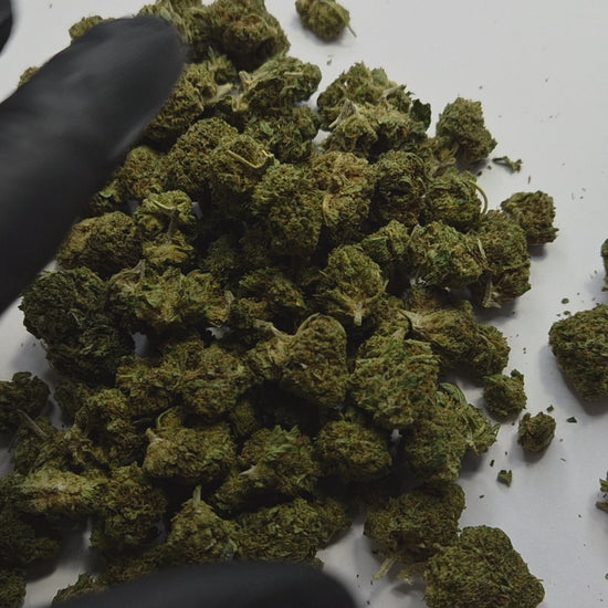 Laissez-vous séduire par la Lemon Haze Small Bud, une fleur CBD sativa aux arômes éclatants de citron frais et d'agrumes. Ses petits buds compacts et généreusement recouverts de trichomes offrent une expérience sensorielle intense, idéale pour les connaisseurs de CBD de qualité premium.