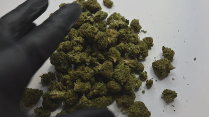 Laissez-vous séduire par la Lemon Haze Small Bud, une fleur CBD sativa aux arômes éclatants de citron frais et d'agrumes. Ses petits buds compacts et généreusement recouverts de trichomes offrent une expérience sensorielle intense, idéale pour les connaisseurs de CBD de qualité premium.